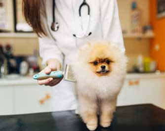 Horaires vétérinaire Hospital Lindsey Veterinary